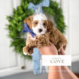 C O V E 15-20lbs - Red  male Goldendoodle puppy in Richfield, Utah from Cedar Doodles- Home of the Teddybear Goldendoodle