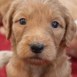 Goldendoodles from Mountain Meadows Goldendoodles