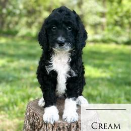 Cream Soda - Black tri-color female Aussiedoodle puppy in Corydon, Indiana from Ridgeline Doodles