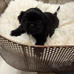 Jenny - Black female Shih Tzu puppy in Boiling Springs, South Carolina from Sherry Whiteside's Shih Tzus