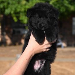 Moose - Black male German Shepherd puppy in Azle, Texas from Alsup German Shepherds