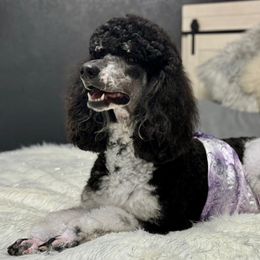 Matilda - Poodle