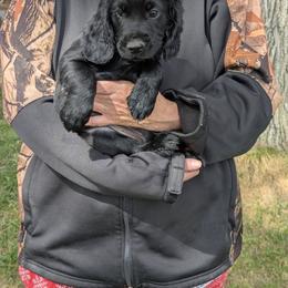 NOT A PET Working home only - Black female English Cocker Spaniel puppy in Phillips, Nebraska from Fenloch Gundogs