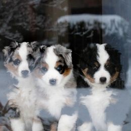 Miniature American Shepherd Puppies from Stones River Miniature American Shepherds