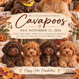 Cavapoo puppies from Home Grown Puppies