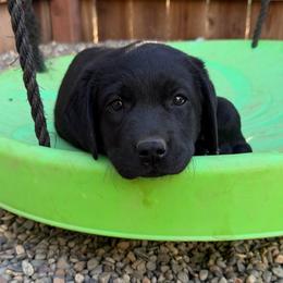 Orange Collar - Black male Labrador Retriever puppy in Somerset, California from Cantina Labs and Cavs