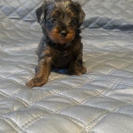 Cavapoo and Maltipoo Puppies from Julie Chandler