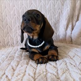Dolly - Wild  boar and tan female Dachshund puppy in Wichita, Kansas from Rustic Dachshunds