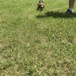 Basset Hound and Bloodhound Puppies from HNH Hounds