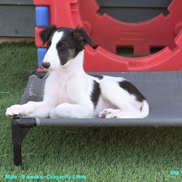 6M - White and black male Silken Windhound puppy in Hanna, Oklahoma from Daybreak Silken Windhounds