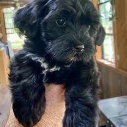 Havanese puppies from The Happy Havanese
