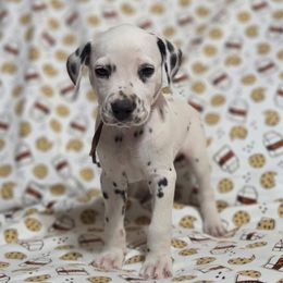 Cruller Donut- Brown - White and black male Dalmatian puppy in Claremore, Oklahoma from Lotsofdots Dalmatians