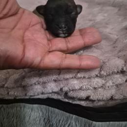 Celeste - Black and tan brindle female Havanese puppy in Richmond, Texas from Marcia Hamlet