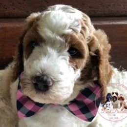 Goldendoodle Puppies from Best Doodles