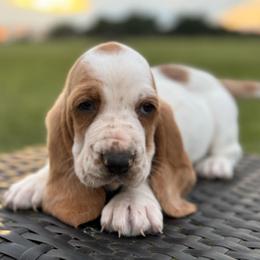 Paisley - Lemon and white female Basset Hound puppy in Richmond, Kentucky from Walters Hollow Hounds