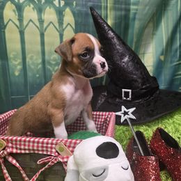 Pink girl - Fawn female Boxer puppy in Farmington, Pennsylvania from Impression's Boxers