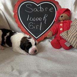 Sabre - Mahogany and white female Saint Berdoodle puppy in Traverse City, Michigan from Bare Paws Saint Berdoodles