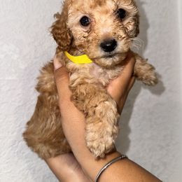 Poodle and Yorkshire Terrier Puppies from Cotton Furbabies