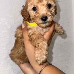 Poodle and Yorkshire Terrier Puppies from Cotton Furbabies