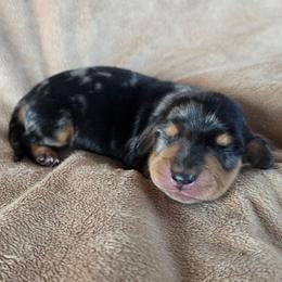 Sport - Dapple male Dachshund puppy in Signal Mountain, Tennessee from Hot Diggity Doxens