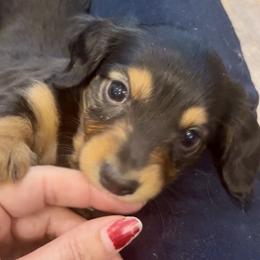 Number 5 - Bobo - Black and tan male Dachshund puppy in Lafayette, Indiana from Tippecanoe Mini Dachshund