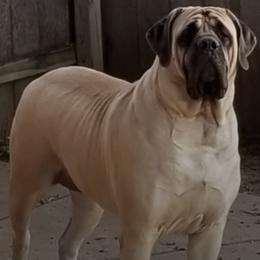 Mastiffs from Sovereign Mastiffs