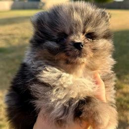 Chanel - Blue merle female Pomeranian puppy in Edmond, Oklahoma from My Sun & Moon Poms