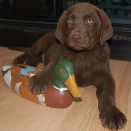 Beagle and Labrador Retriever Puppies from Badland Kennel