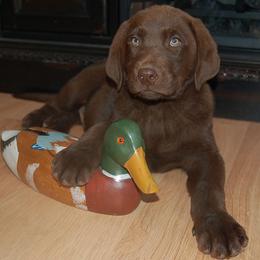 Beagle and Labrador Retriever Puppies from Badland Kennel