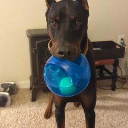 Doberman Pinscher All Grown Up from Morgan Doberman Kennel