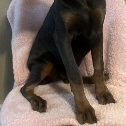 Boy 2 - Blue and rust male Doberman Pinscher puppy in Mc Cook, Nebraska from Morningstar Kennel