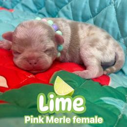 Lime - Champagne female Dilute Retriever puppy in Sequim, Washington from PGK PUGS