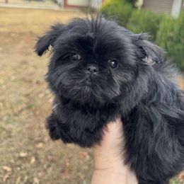 Baby Boy 1 - Black male Shih Tzu puppy in Walnut Ridge, Arkansas from Maltese Madness by Shannon Smith