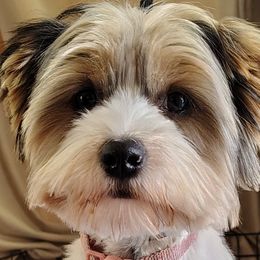 Biewer Terriers, Goldendoodles, Shih Tzus, and Yorkshire Terriers from Thorntons Fur Crew