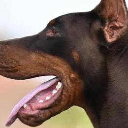 Doberman Pinschers from De luxe dobermans