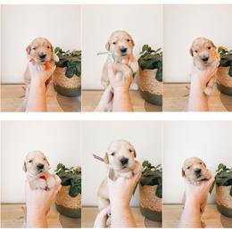Golden Retriever Puppies from Gillit Family Goldens of NTX
