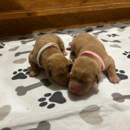 Pink - Yellow female Labrador Retriever puppy in Oklahoma City, Oklahoma from H & H Retrievers