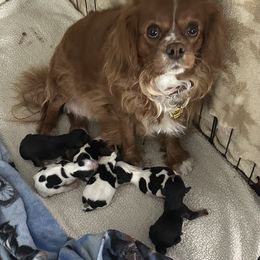 Hazel - Cavalier King Charles Spaniel