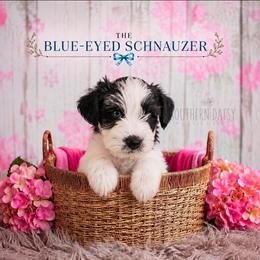 Charlie - Parti female Miniature Schnauzer puppy in Winter Haven, Florida from The Blue Eyed Schnauzer
