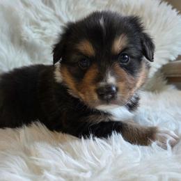 Snape- Black Tri - Blue merle male Australian Shepherd puppy in Anthony, Florida from Out of the Blue Aussies