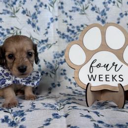 Noah - Cream male Dachshund puppy in Dothan, Alabama from Little House Pups