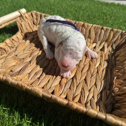 Jovie - Parti female Goldendoodle puppy in Phoenix, Arizona from Amore Doodles & Poodles