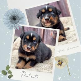 Pilot - Black male Companion Cross puppy in Artois, California from Aloe Aussies