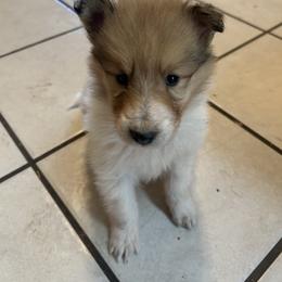 Sweetheart - Sable female Collie puppy in Abilene, Texas from Regal Lassie's