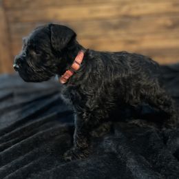 Miniature Schnauzer Puppies from Southern Charm Miniature Schnauzers