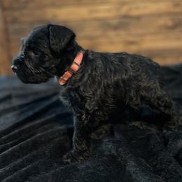 Miniature Schnauzer Puppies from Southern Charm Miniature Schnauzers