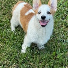 Ferris Key - White and red male Pembroke Welsh Corgi puppy in Heyworth, Illinois from Schumaker Corgis