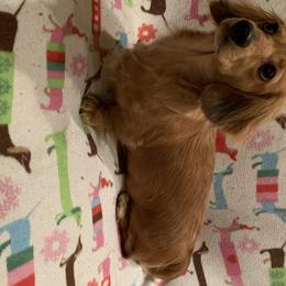 Murphey - Dachshund