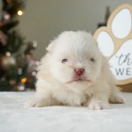 Crème brûlée - Cream female Pomeranian puppy in Bethel, Ohio from J&A Poms