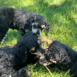 Zephyr - Phantom male Poodle puppy in Vaughn, Montana from 406 Poodles